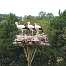 Storks on the Marais Communal in Lairoux