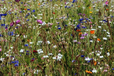 Scented Meadow Near to The Cornflowers Holiday Home