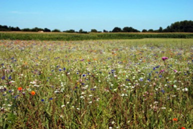 View of Wild Flowers near to The Cornflowers Holiday Home
